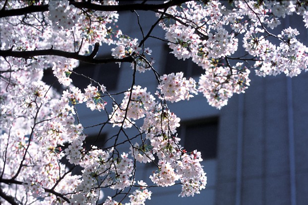 Cherry Blossom on Concrete