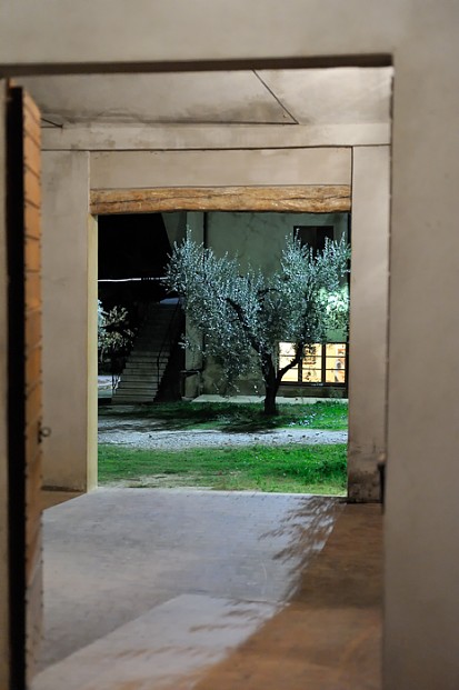 Garden with olive tree