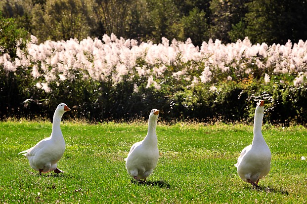 Ducks on the grass