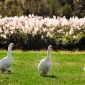 Ducks on the grass